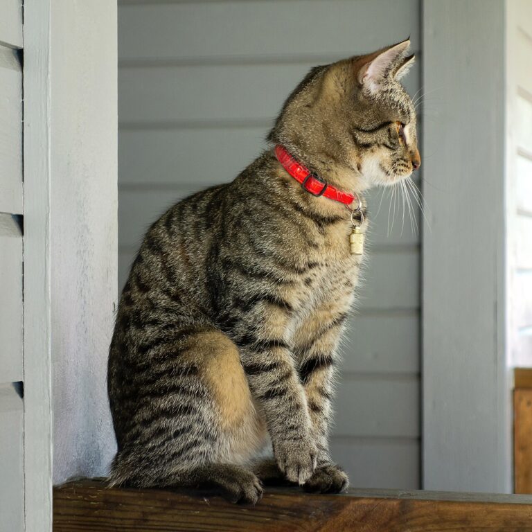 A cat looking up at a man holding several small pointers