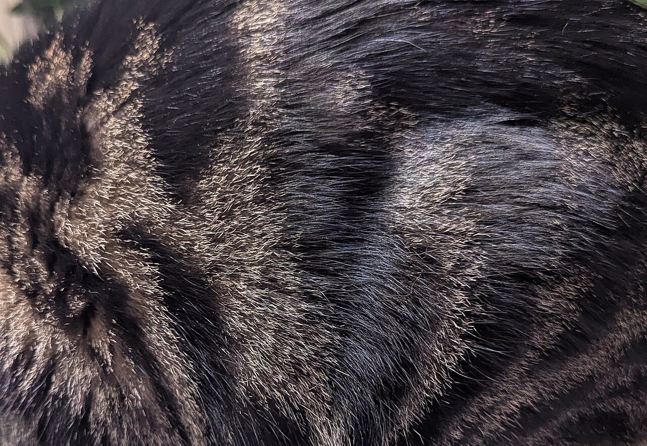 A cat gazing at a small red dot high on a ceiling corner