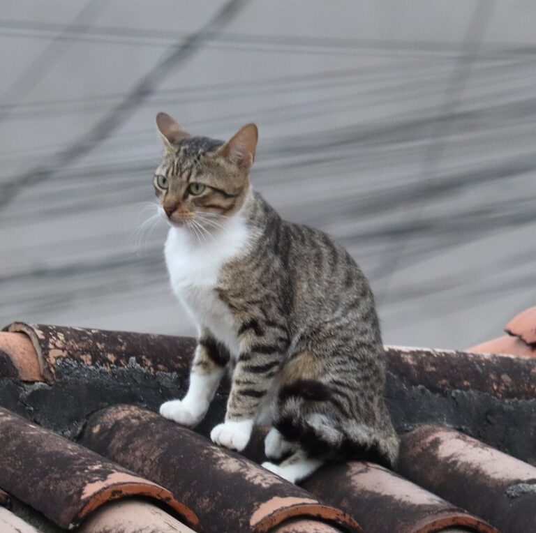 A cat looking at a row of small pointers lined up on a shelf