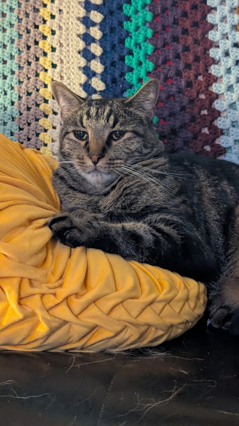 A cat watching a pointer with a flat battery lying on a table