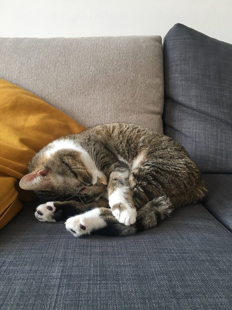 A cat lying flat beside a skirting board watching a tiny red dot
