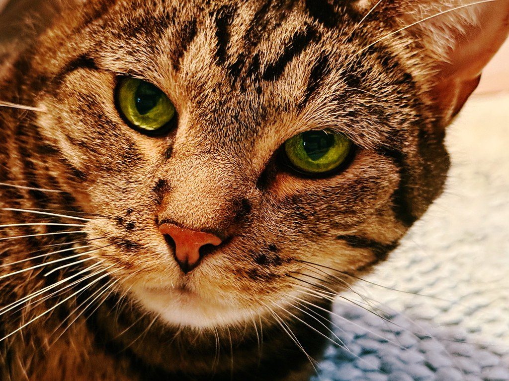 A cat at Red Dot Supply Company