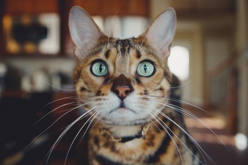 A cat at Red Dot Supply Company Compact Scout Pointers