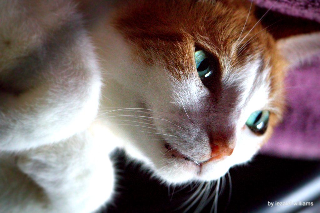 A cat at Red Dot Supply Company Tactical Zig Zag Series