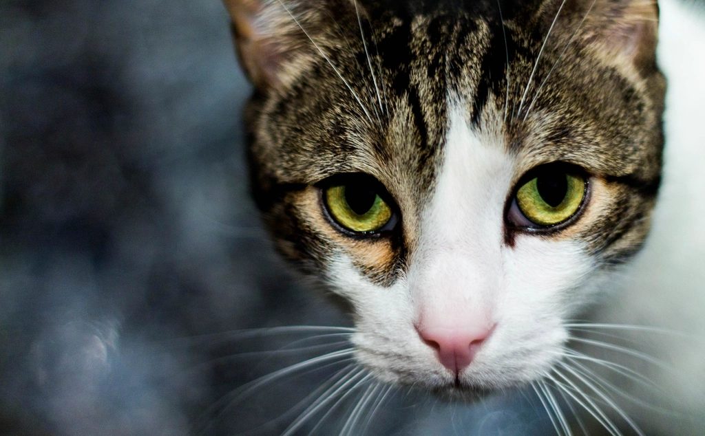A cat at Red Dot Supply Company Wall Mounted Dot Systems