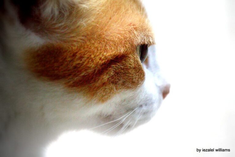 A cat at Red Dot Supply Company